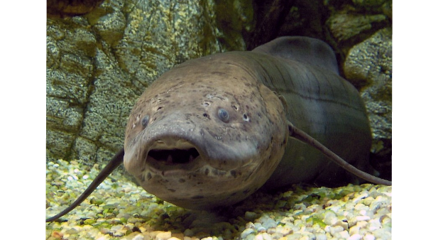 lungfish