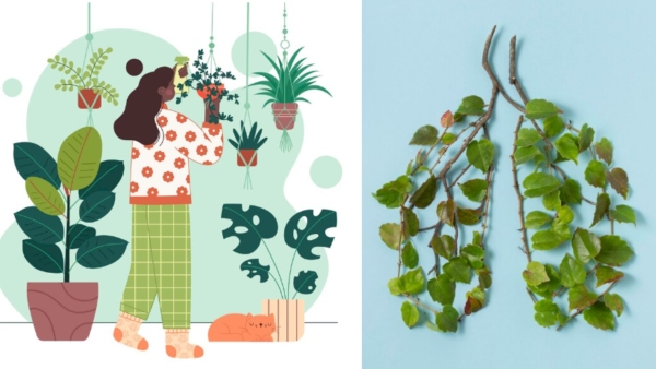 These Plants Are Helpful To Control Indoor Air Pollution And Boost Lung Health These Plants Are Helpful To Control Indoor Air Pollution And Boost Lung Health