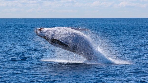 Happy Blue Whale Day 2024: Interesting Facts About the Blue Whale, The Largest Animal On Earth