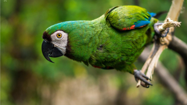What Is Parrot Fever 5 Dies In Europe Due To This Outbreak Everything You Need To Know What Is Parrot Fever 5 Dies In Europe Due To This Outbreak Everything You Need To Know