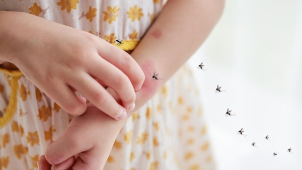 National Dengue Day 2024 How To Increase Platelet Count In Dengue And Speed Up Recovery