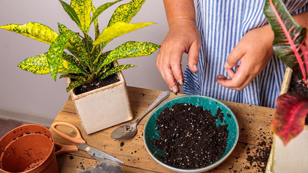 How To Take Care Of Your Plants In Summer 6 Tips And Tricks To Keep Them Green And Happy