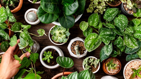 10 Best Houseplants To Keep Your Home Cool Fresh And Beat The Heat