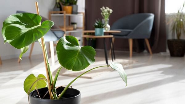 6 Best Furnishings To Keep Your Home Cool In Summer Expert Tips For Breezy Living