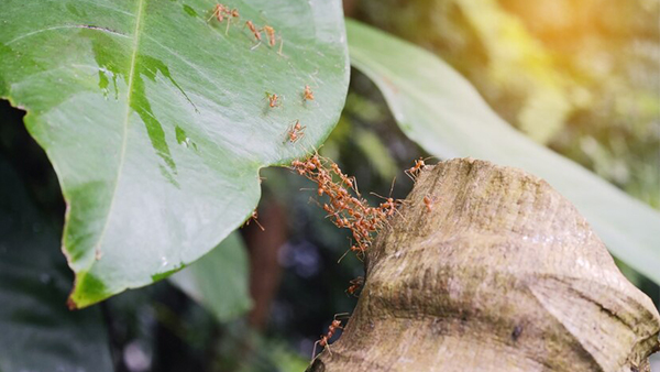 How To Take Care Of Your Plants In Summer 6 Tips And Tricks To Keep Them Green And Happy