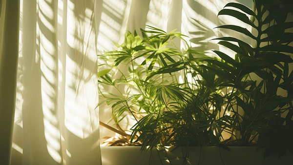 How To Take Care Of Your Plants In Summer 6 Tips And Tricks To Keep Them Green And Happy