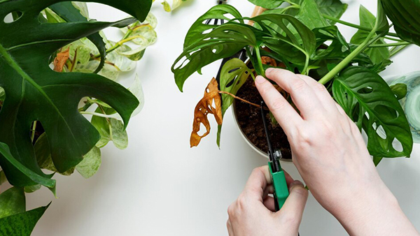 How To Take Care Of Your Plants In Summer 6 Tips And Tricks To Keep Them Green And Happy