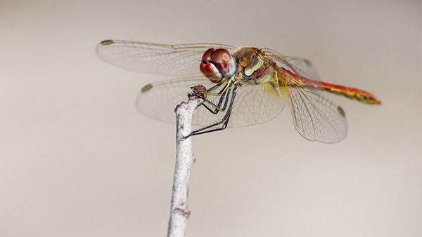 5 Effective Hacks To Keep Flies And Insects At Bay Stay Pest-Free This Monsoon