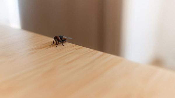 5 Effective Hacks To Keep Flies And Insects At Bay Stay Pest-Free This Monsoon