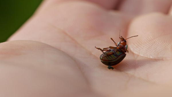 Lyme Disease Is Becoming A Big Issue Across US Know The Causes Early Signs Risk Factors And Treatment