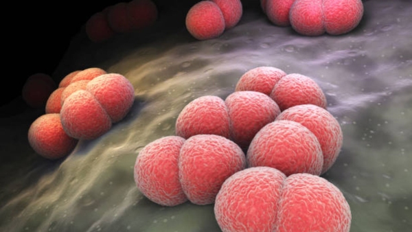 Meningococcal Meningitis Led To Two Deaths In Vietnam Know The Causes Symptoms And Treatment