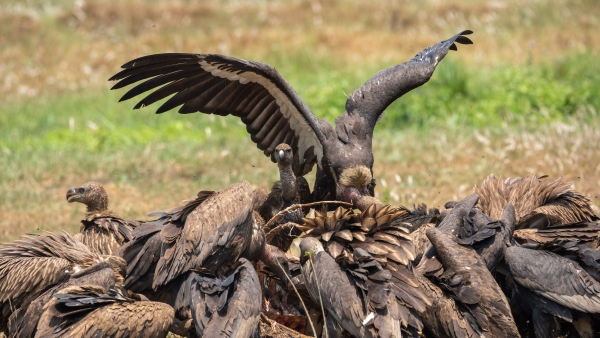 Decline Of Indian Vultures May Have Led To A Surge Of 100 000 Human Deaths Each Year