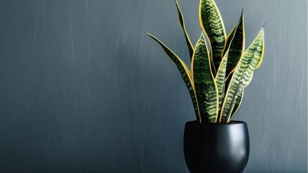 no-time-to-pet-greens-5-low-maintenance-plants-ideal-for-busy-people