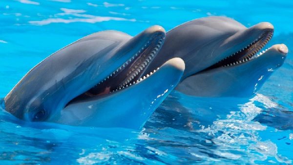 Dolphins Smile Like Humans