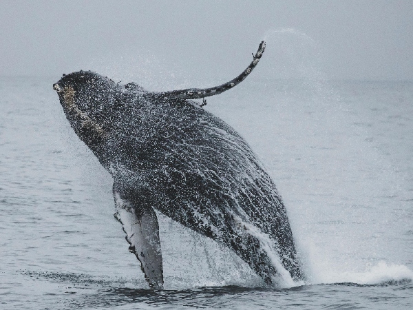 AI aids in 20-Minute Chat with Humpback