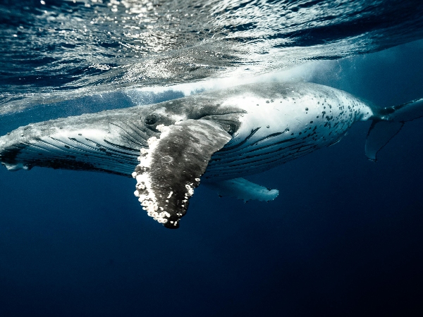 AI aids in 20-Minute Chat with Humpback
