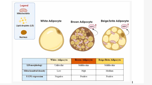 Can brown fat boost metabolism