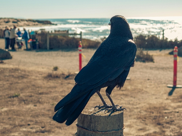 Crows Hold Grudges For 17 Years Crows Hold Grudges For 17 Years