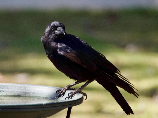Crows Hold Grudges For 17 Years Crows Hold Grudges For 17 Years