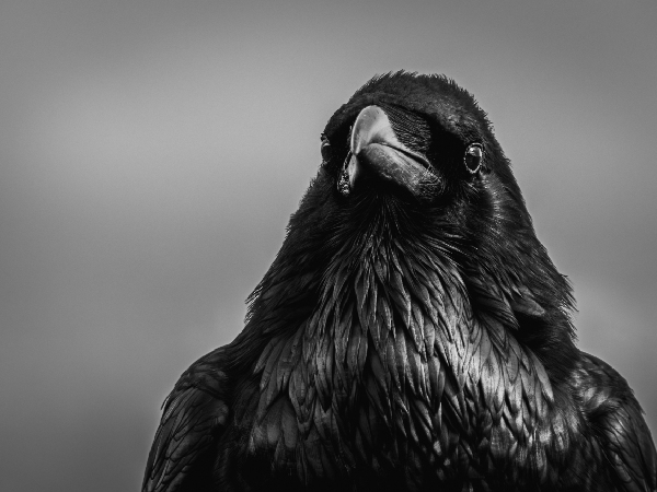 Crows Hold Grudges For 17 Years Crows Hold Grudges For 17 Years
