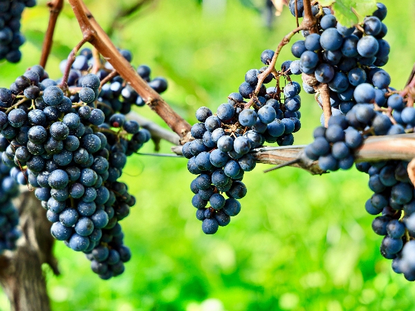 The 5 Drinks To Increase Your Lifespan