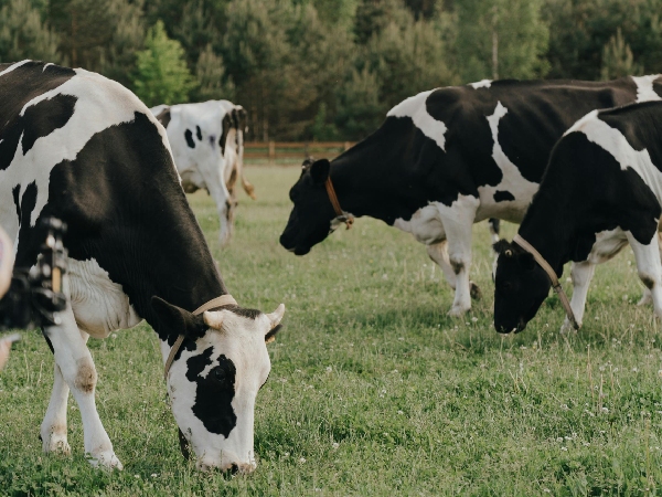 U S Undergoes Bird Flu Outbreak