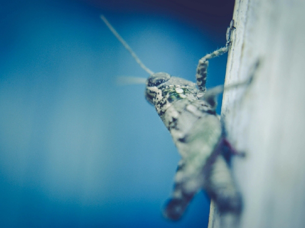 Animals That Bring Good Fortune