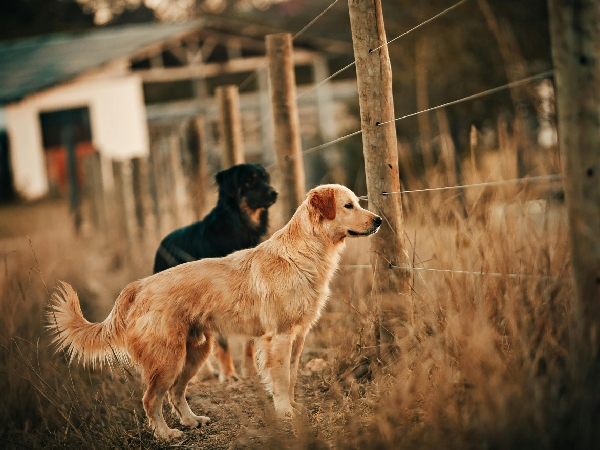 Animals That Bring Good Fortune