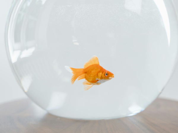 Animals That Bring Good Fortune