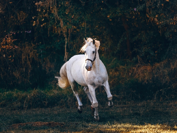Animals That Bring Good Fortune