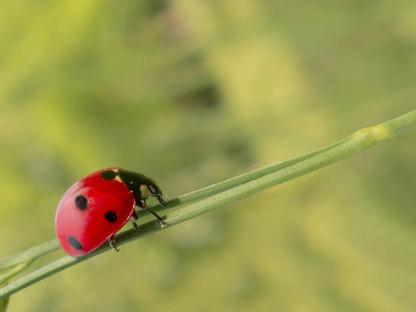 Animals That Bring Good Fortune