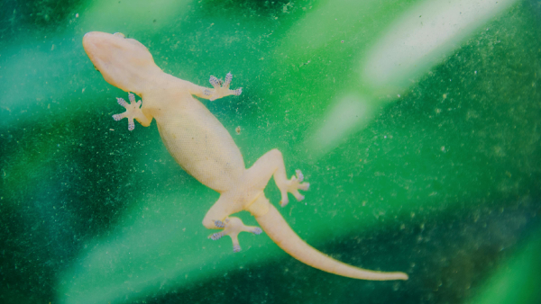 Animals That Bring Good Fortune