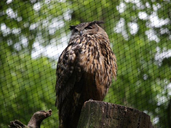 Animals That Bring Good Fortune