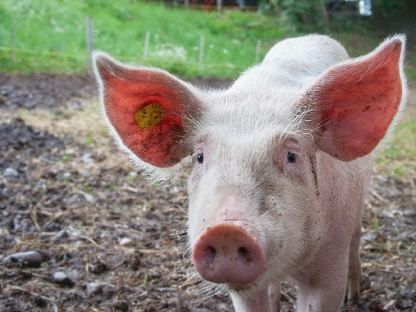 Animals That Bring Good Fortune