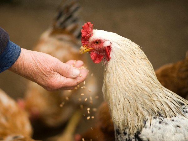 U S Undergoes Bird Flu Outbreak