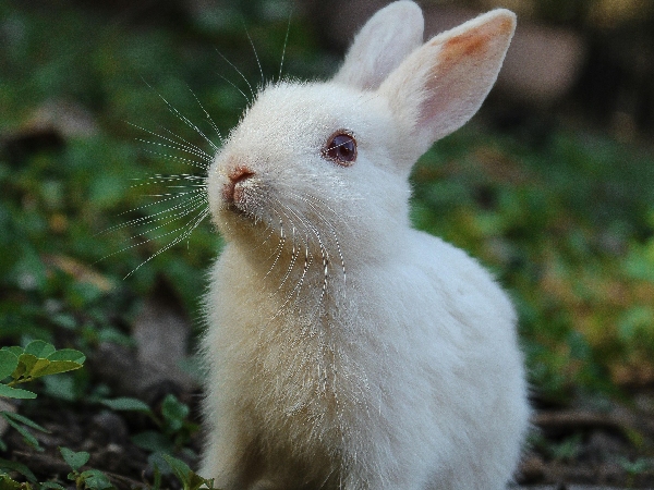 Animals That Bring Good Fortune