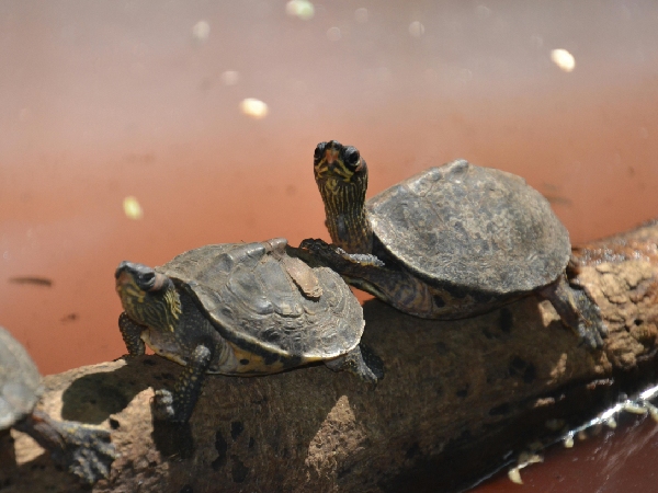 Animals That Bring Good Fortune