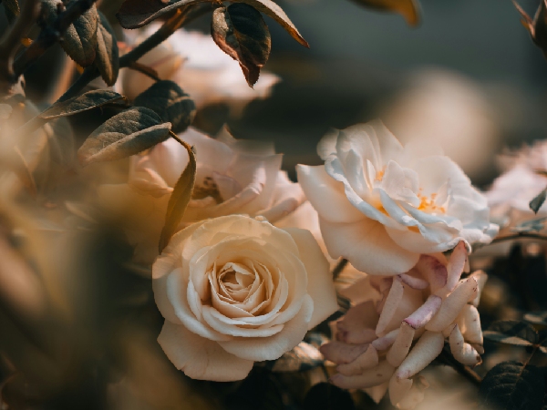 The Significance Of Rose Day