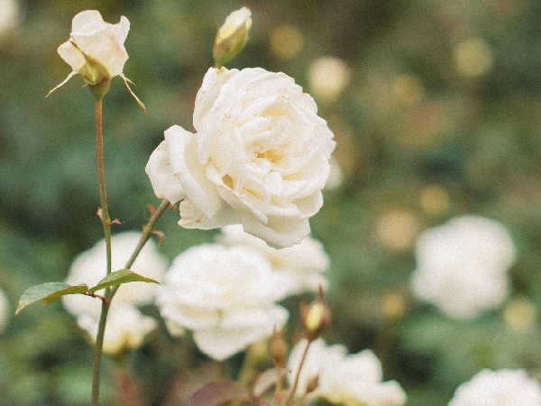 The Significance Of Rose Day