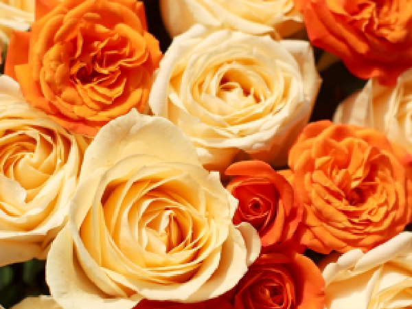The Significance Of Rose Day