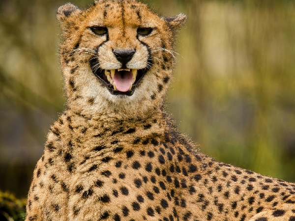 All About Vantara In Gujarat