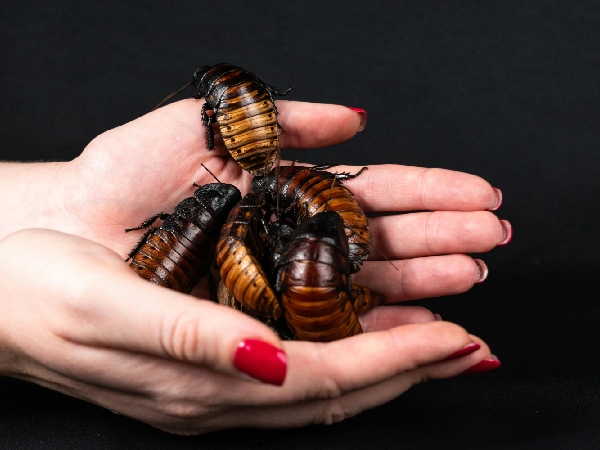 The Nutritious Cockroach Milk The Nutritious Cockroach Milk