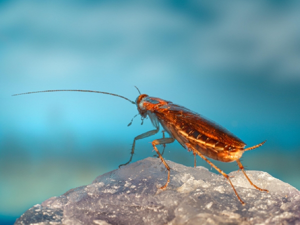 The Nutritious Cockroach Milk The Nutritious Cockroach Milk