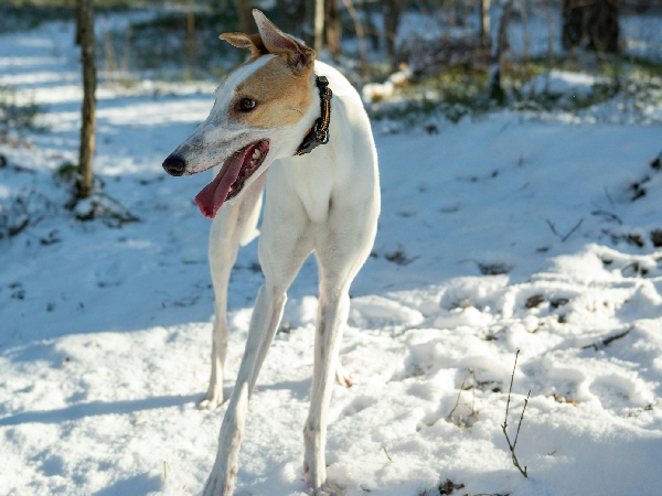 Do Dogs Have Sixth Sense