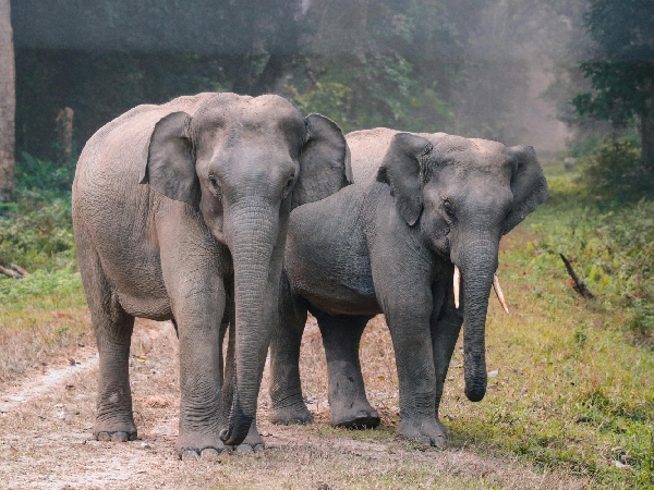 All About Vantara In Gujarat