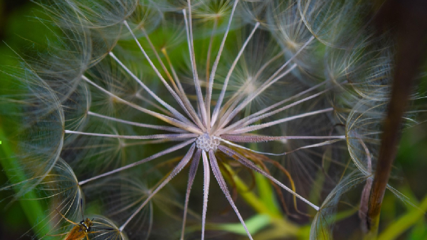 Understanding The Psychology Of Flowers
