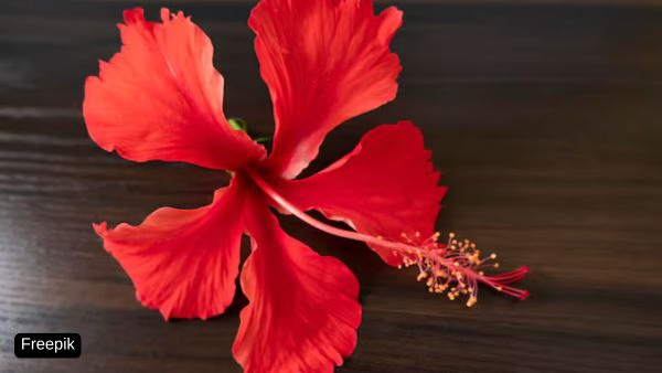 Post Holi Haircare Hacks