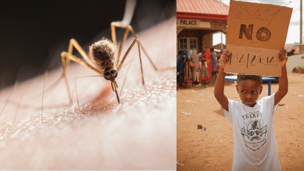 What To Eat During Malaria