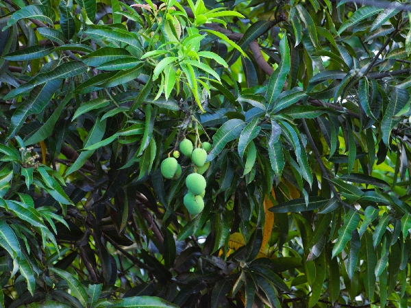 Cooling Raw Mango Recipes