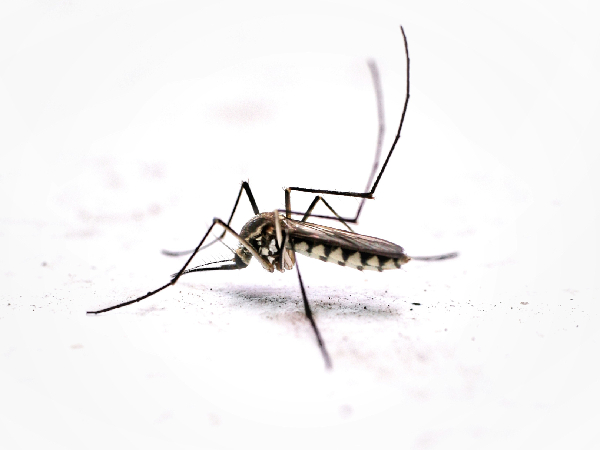 Spotlight On The Causes Of Dengue